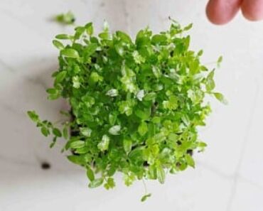 Microherbs vs Microgreens: key differences and benefits