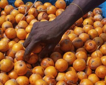 Nutritional Benefits of Agbalumo Peel (African Star Apple) Nutritional Benefits of Agbalumo Peel (African Star Apple)