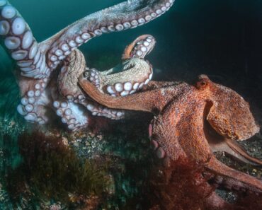 Pair of sea lion pups win 2026 Underwater Photographer of the Year award — Colossal Pair of sea lion pups win 2026 Underwater Photographer of the Year award — Colossal