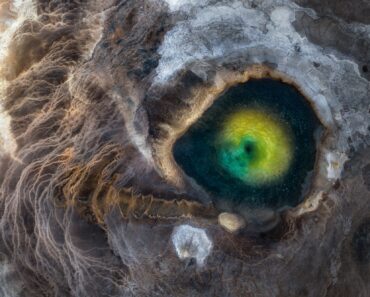 Rare beluga sighting wins 2026 World Nature Photography Awards — Colossal