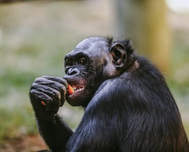 The Monkey Cracks Glass exhibit opens for visitors to the Memphis Zoo