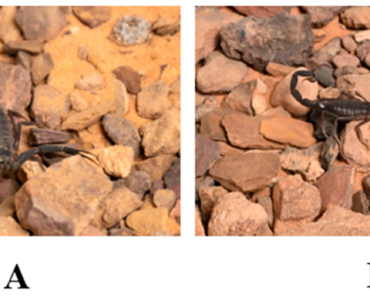 Molecular and morphological insights from the Ha’il region, King Salman Bin Abdulaziz Royal Natural Reserve