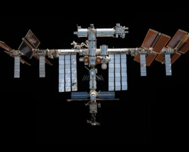 24 mice launched into orbit in 2023. What happened to their bodies could help humans better survive in space