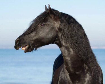 A horse’s neigh is unlike any other sound in nature