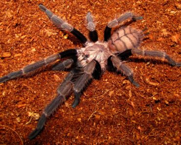A local survey on the perception of the danger of exotic spiders among spider keepers and a review of the local situation for keeping exotic spiders