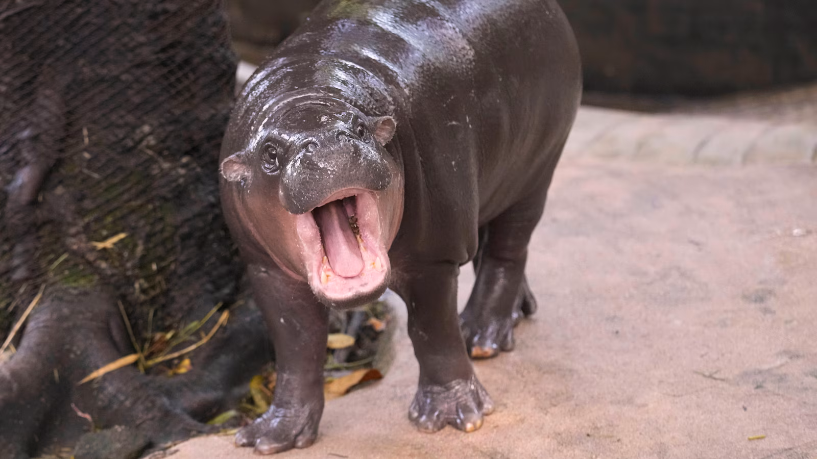 A man has been arrested after climbing into the enclosure of pygmy hippo Moo Deng at a Thai zoo
