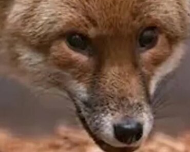 A red fox travels from England to New York on a cargo ship A red fox travels from England to New York on a cargo ship