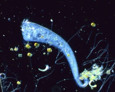 A single-celled organism without a brain is capable of Pavlovian learning