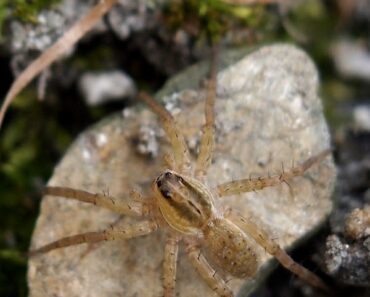 Acetylcholine-binding protein 5 regulates extracellular apoptosis in the wolf spider as a sacrificial ROS scavenger Acetylcholine-binding protein 5 regulates extracellular apoptosis in the wolf spider as a sacrificial ROS scavenger