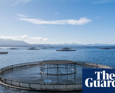 Albanese government rejected advice on impact of salmon farming in Tasmania before passing pro-industry laws | Tasmania