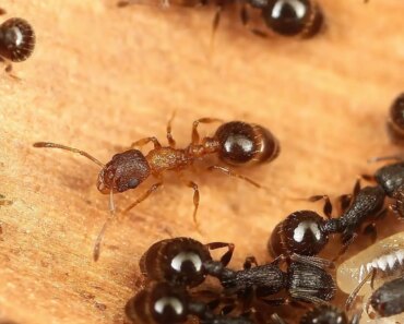 All are queens: the ant species without males or workers