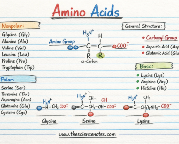 Amino acids and proteins: structure, formation of peptide bonds and biological functions