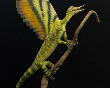 Ancient Reptile Mirasaura had feather-like skin appendages