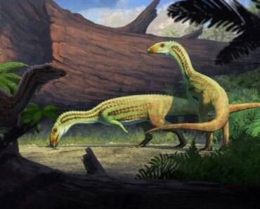 Ancient ‘weird’ reptiles graduated from 4 legs to 2 in adolescence