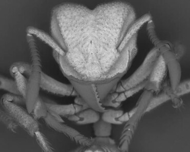 Ants capture carbon dioxide from the air and turn it into armor Ants capture carbon dioxide from the air and turn it into armor