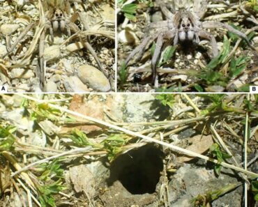 Araneae) from Anguilla, Lesser Antilles with description of seven new species Araneae) from Anguilla, Lesser Antilles with description of seven new species