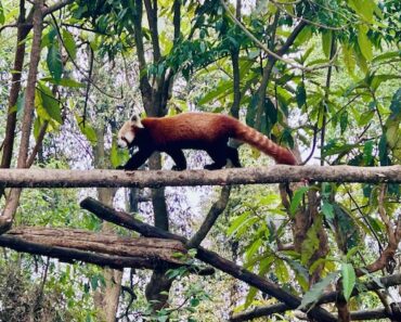 As biodiversity loss grows, Rome talks urge nations to act As biodiversity loss grows, Rome talks urge nations to act