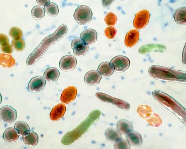 At-home microbiome tests show dramatically different results