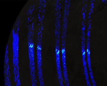 Auroras on Jupiter’s Giant Moon Ganymede Look Like Earth’s Northern Lights, NASA Spacecraft Reveals