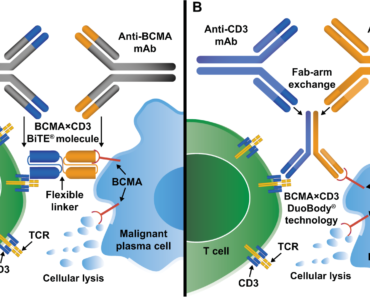 BCMA signaling pathway in multiple myeloma: structure, function and therapeutic targeting