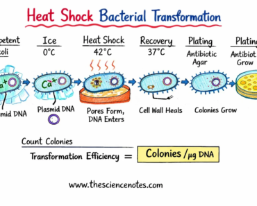 Bacterial transformation using the heat shock method Bacterial transformation using the heat shock method