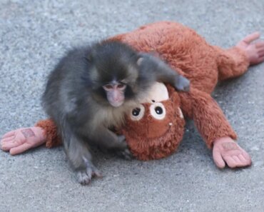 Beat the monkey and his plush recreate a famous psychological experiment