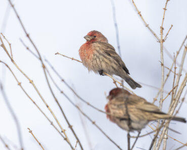 Birds are declining faster and faster in three US hotspots, new study finds Birds are declining faster and faster in three US hotspots, new study finds