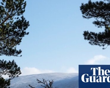BrewDog sold highland farm at a bargain price after abandoning reforestation plans | beer dog BrewDog sold highland farm at a bargain price after abandoning reforestation plans | beer dog