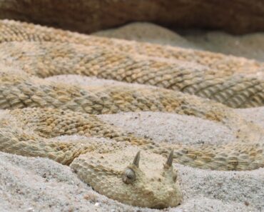 CC8, a heterodimeric disintegrin from Cerastes cerastes snake venom, triggers apoptosis and limits the proliferation of human glioblastoma cells