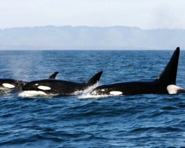 Cannibalism may explain why some killer whales stay in family groups