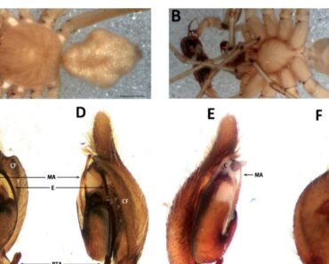 Cheiracanthium gobi Schmidt & Barensteiner, 2000 (Araneae: Cheiracanthidae) and Alopecosa hoevelsi Schmidt & Barensteiner, 2000 (Araneae: Lycosidae) Cheiracanthium gobi Schmidt & Barensteiner, 2000 (Araneae: Cheiracanthidae) and Alopecosa hoevelsi Schmidt & Barensteiner, 2000 (Araneae: Lycosidae)