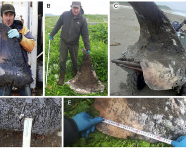 Chewed orca fins on Russian beach point to cannibalism, and scientists say it could explain why some pods are so tightly knit