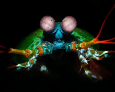 Children of Strife review: Adrian Tchaikovsky’s new Children of Time novel is brilliant