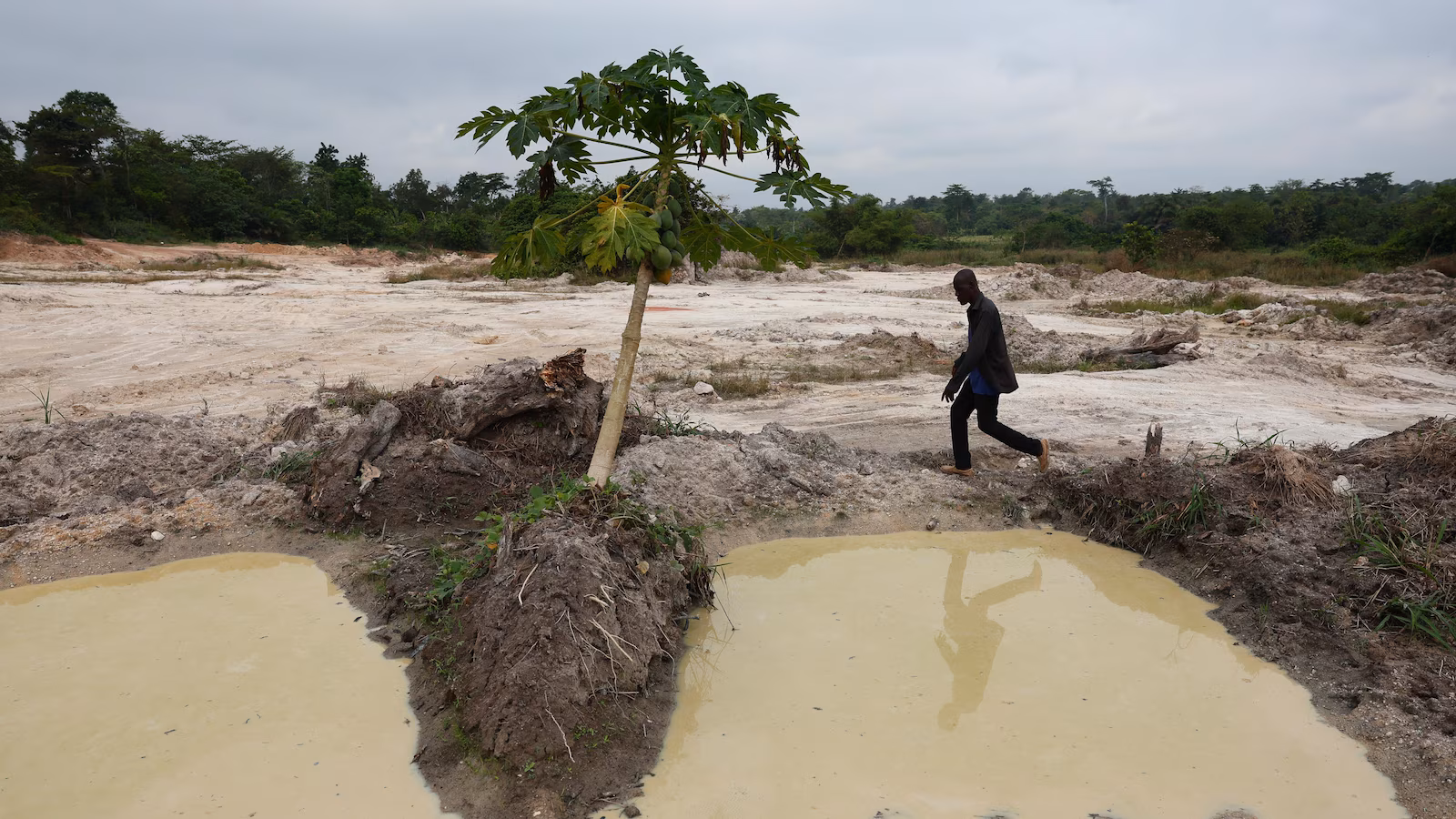 Cocoa beans rot and West African farmers look for other options after the commodity collapses
