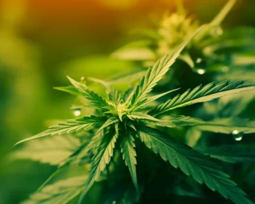 Compass Point Innovative Industrial Properties (IIPR) is moving to neutral