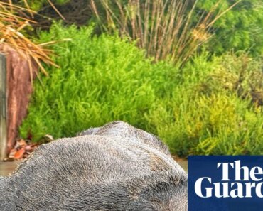 Concern over the “decline” of fur seals spotted in the Cooks River in Sydney’s interior | australian news