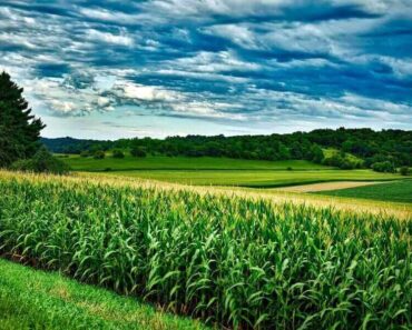 Corn starts on Monday with most of the high trading Corn starts on Monday with most of the high trading