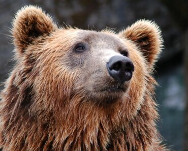 Crypto treasury entry to the level of October 2024