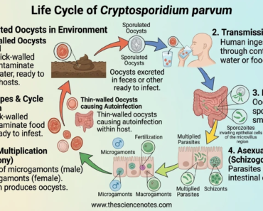 Cryptosporidiosis: causes, life cycle, symptoms, diagnosis and prevention