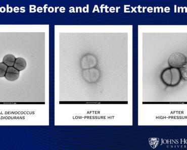 Did Earth’s life begin on Mars? Asteroid impacts may let microbes planet-hop, study suggests