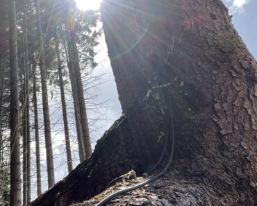 Did these fir trees really predict a solar eclipse? Scientists are divided