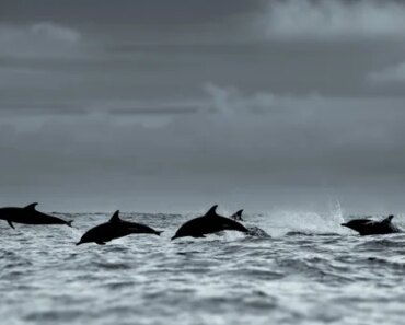 Dolphins have stranded in droves on the shores of Patagonia. Researchers believe they have found the culprit