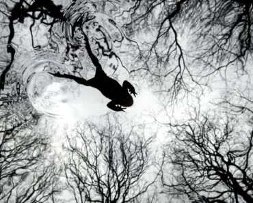 Dueling hares and leaping toads win the 2026 British Wildlife Photography Awards — Colossal