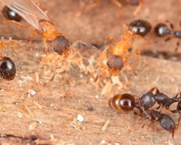 Each ant is a queen in this parasitic species – and they reproduce by cloning themselves and hijacking other ant colonies Each ant is a queen in this parasitic species – and they reproduce by cloning themselves and hijacking other ant colonies