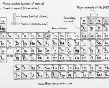 Elements of Life: Periodic Table and the Building Blocks of Living Matter