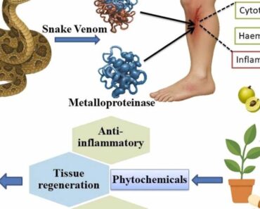 Ethnomedicinal and phytochemical strategies as complementary antivenom therapies
