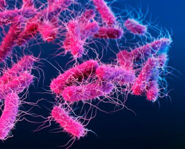 Fecal transplants from old mice increase fertility in younger ones