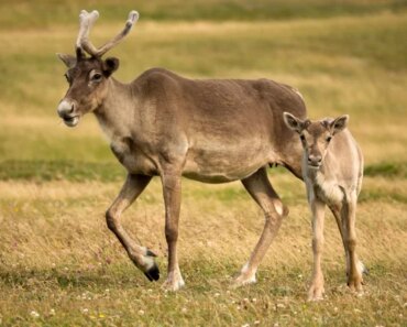Female caribou grow antlers as a built-in snack after birth