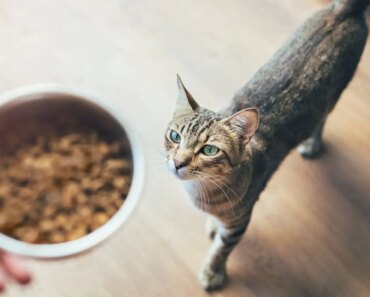Fish-based pet food can expose cats and dogs to persistent chemicals