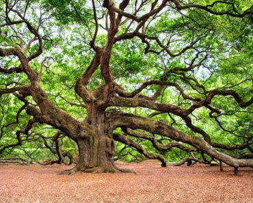 Genetically rescued organism: Towards a solution for sudden oak death